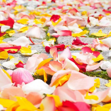 rose petals, petals, wedding-693570.jpg
